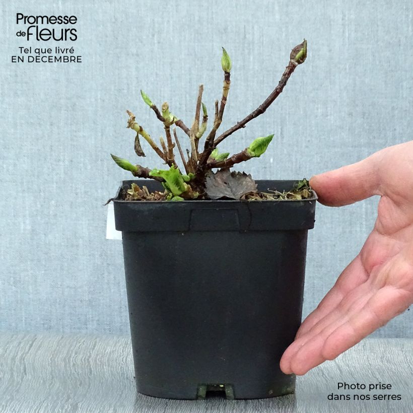 Example of Hortensia - Hydrangea macrophylla Benelux (bleu) Pot van 2 l/3 l as you get in hiver