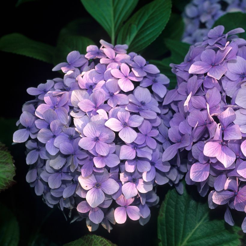 Hydrangea macrophylla Benelux - Bolhortensia (Flowering)