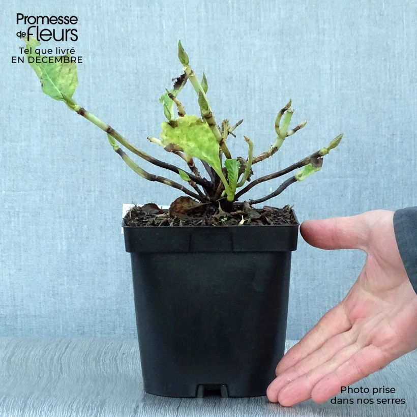 Example of Hortensia - Hydrangea macrophylla Benelux (rose) Pot van 2 l/3 l as you get in hiver