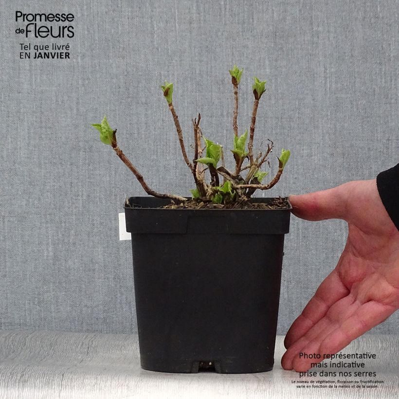 Example of Hortensia - Hydrangea macrophylla Big Data Pink Pot van 2 l/3 l as you get in hiver