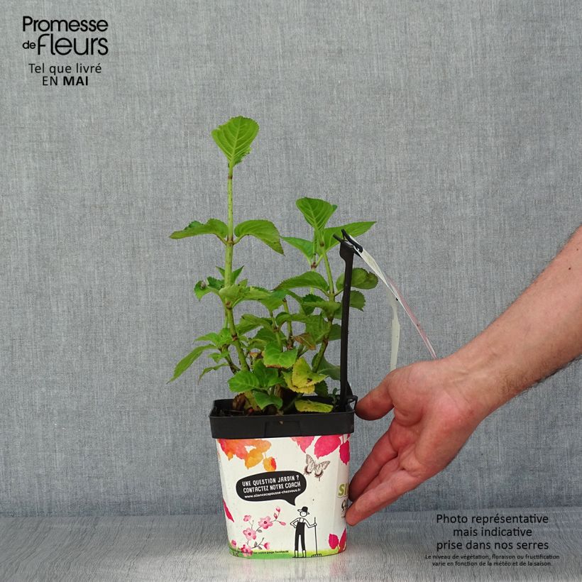 Exemplaar van Hydrangea macrophylla Big Data Pink - Bolhortensia Pot van 2 l/3 l, Struik zoals geleverd in de lente