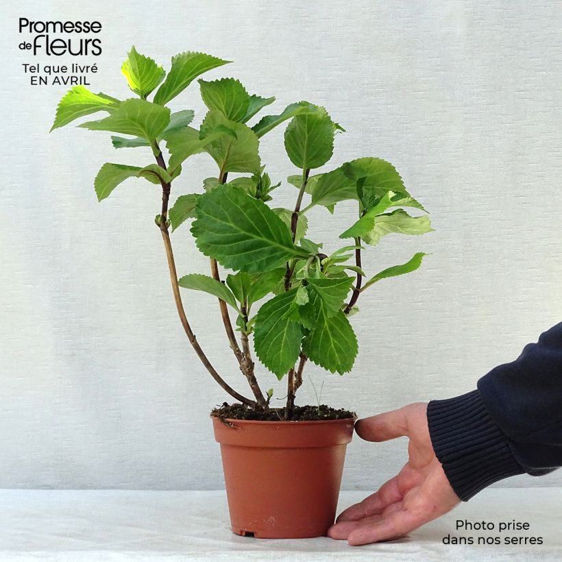 Exemplaar van Hydrangea macrophylla Black Steel Zebra - Bolhortensia Pot van 2 l/3 l zoals geleverd in de lente