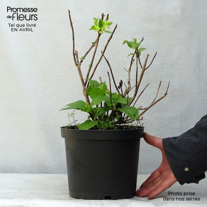 Exemplaar van Hydrangea macrophylla Black Steel Zebra - Bolhortensia Pot van 4 l/5 l zoals geleverd in de lente