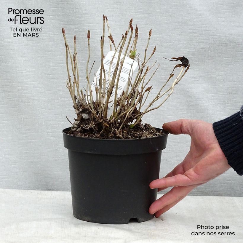 Example of Hortensia - Hydrangea macrophylla Blauer Prinz Pot van 2 l/3 l as you get in hiver
