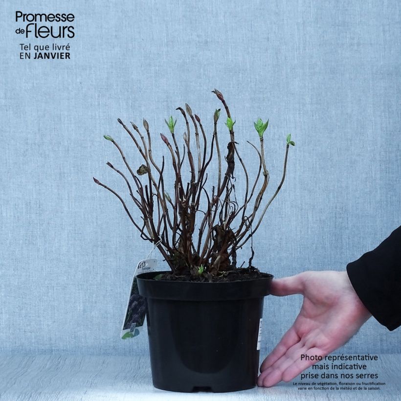 Example of Hydrangea macrophylla Blauer Zwerg - Bolhortensia Pot van 2 l/3 l as you get in hiver