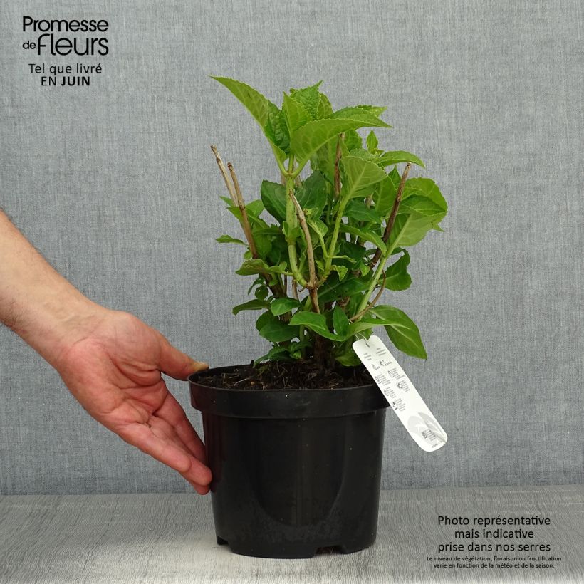 Exemplaar van Hydrangea macrophylla Blauer Zwerg - Bolhortensia Pot van 2 l/3 l zoals geleverd in de lente