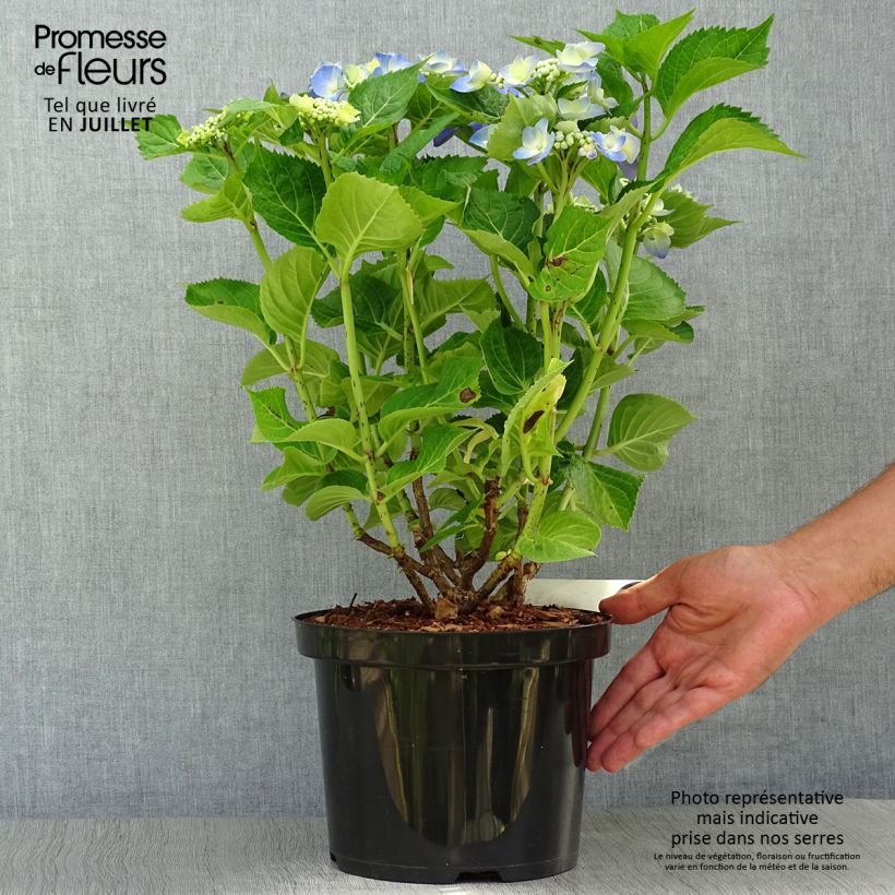 Exemplaar van Hydrangea macrophylla Blue Sky - Schermhortensia Pot van 4 l/5 l zoals geleverd in de zomer