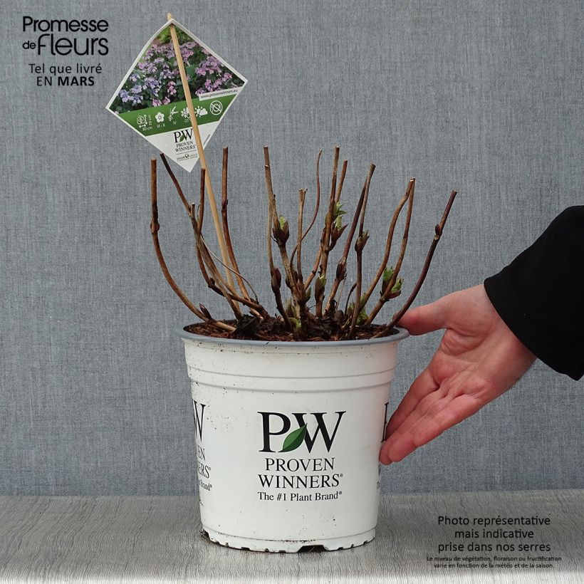 Example of Hortensia - Hydrangea macrophylla Blueberry Cheesecake Pot van 4 l/5 l as you get in hiver