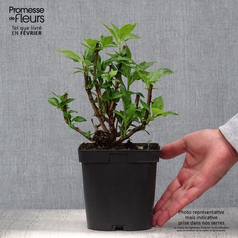 Exemplaar van Hydrangea macrophylla Bodensee - Bolhortensia Pot van 2 l/3 l zoals geleverd in de herfst