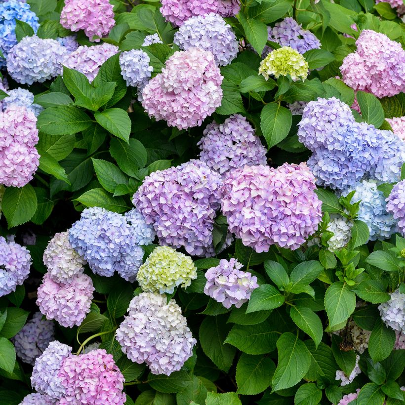 Hydrangea macrophylla Bodensee - Bolhortensia (Bloei)