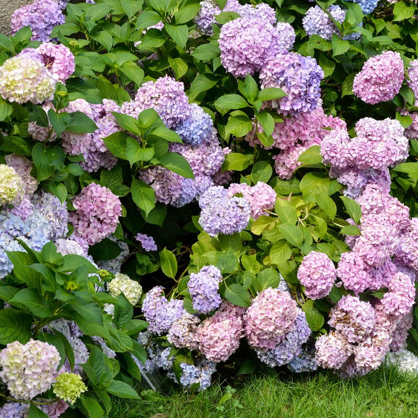 Hydrangea macrophylla Bodensee - Bolhortensia (Groeiplaats)