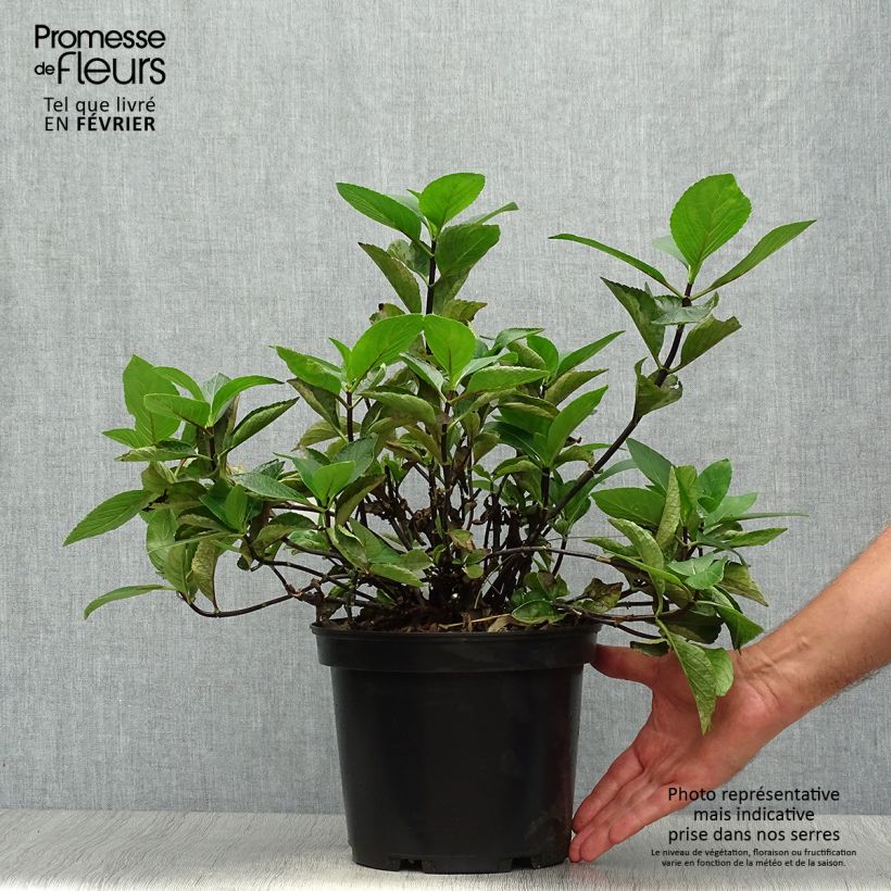 Exemplaar van Hydrangea macrophylla Rendez-Vous Choco Chic - Bolhortensia Pot van 4 l/5 l zoals geleverd in de herfst