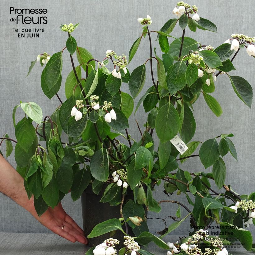 Exemplaar van Hydrangea macrophylla Rendez-Vous Choco Chic - Bolhortensia Pot van 4 l/5 l zoals geleverd in de zomer