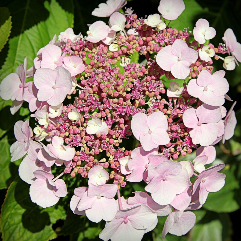 Hydrangea macrophylla Cloudi - Bolhortensia (Flowering)