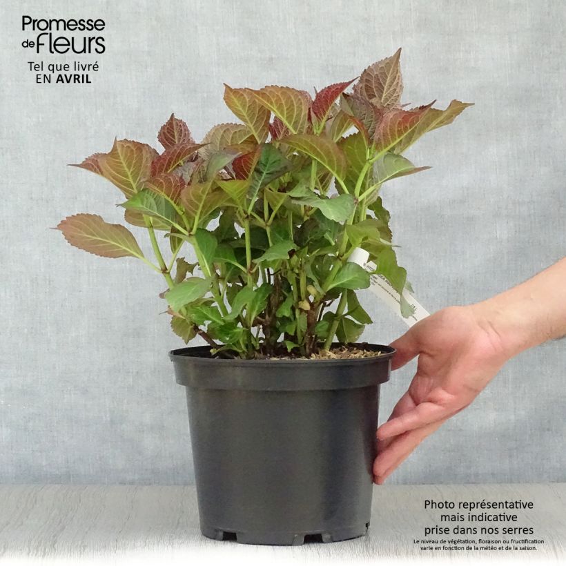 Exemplaar van Hydrangea macrophylla Black Diamonds Dark Angel - Bolhortensia Pot van 4 l/5 l zoals geleverd in de lente