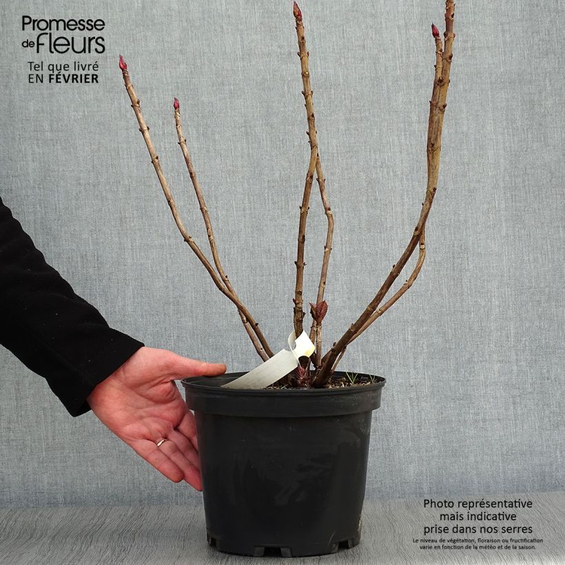 Example of Hydrangea macrophylla Black Diamonds Dark Angel - Bolhortensia Pot van 4 l/5 l as you get in hiver