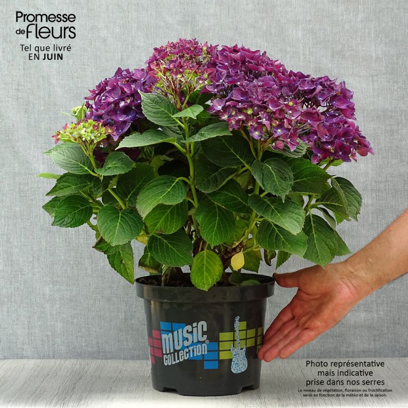 Exemplaar van Hydrangea macrophylla Deep Purple Dance - Bolhortensia Pot van 4 l/5 l, Struik zoals geleverd in de zomer