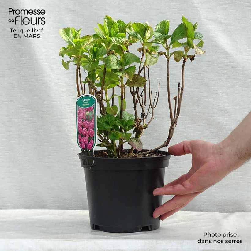 Exemplaar van Hydrangea macrophylla Deutschland - Bolhortensia Pot van 2 l/3 l zoals geleverd in de lente