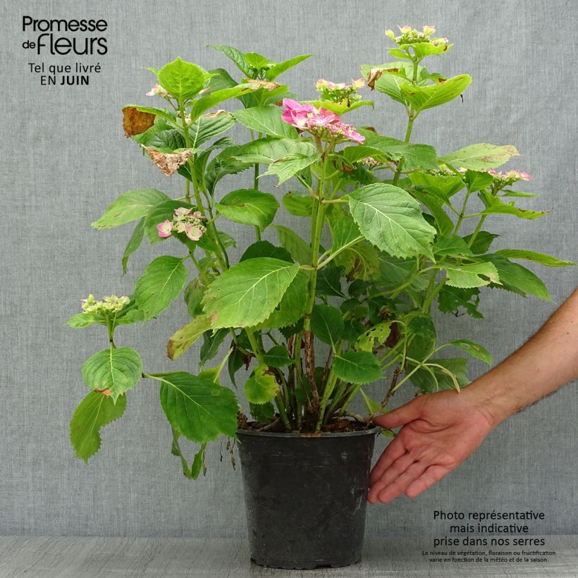 Exemplaar van Hydrangea macrophylla Dolce Fragola - Bolhortensia Pot van 4 l/5 l zoals geleverd in de zomer