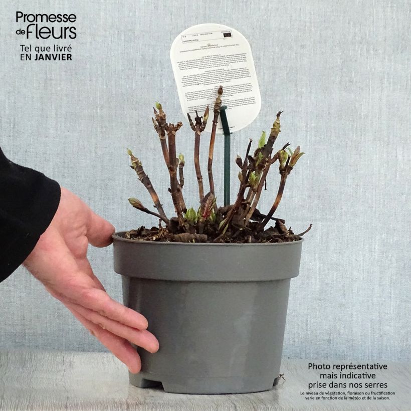 Example of Hortensia - Hydrangea macrophylla Early Blue Pot van 2 l/3 l as you get in hiver