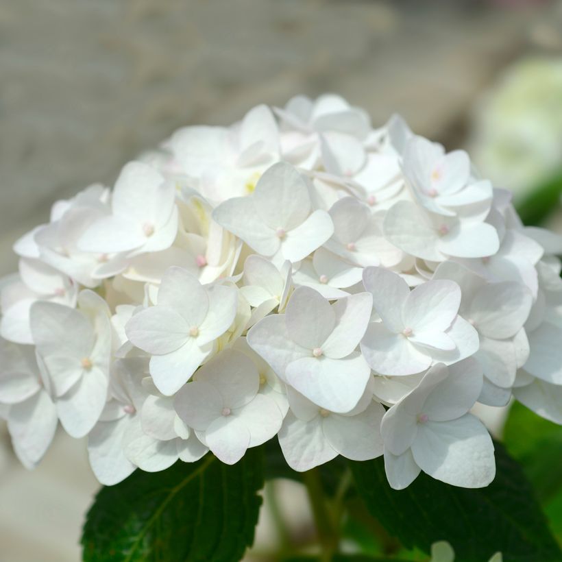 Hydrangea macrophylla Endless Summer The Bride - Bolhortensia (Flowering)