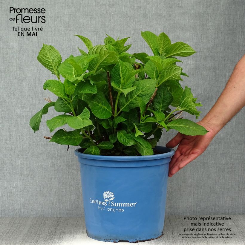 Exemplaar van Hydrangea macrophylla Endless Summer The Original Pink - Bolhortensia Pot van 12 l/15 l zoals geleverd in de lente