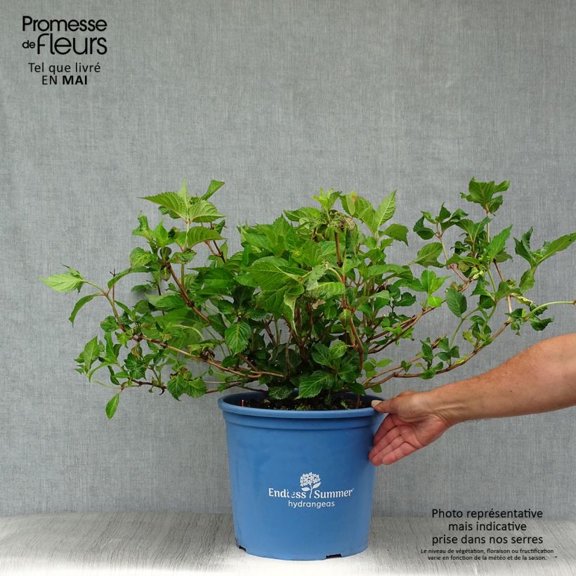 Exemplaar van Hydrangea macrophylla Endless Summer Twist and Shout - Boerenortensia Pot van 12 l/15 l zoals geleverd in de lente