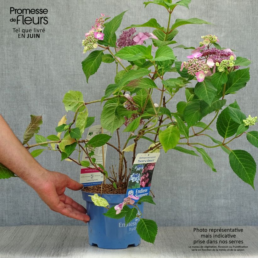 Exemplaar van Hydrangea macrophylla Endless Summer Twist and Shout - Boerenortensia Pot van 2 l/3 l zoals geleverd in de zomer