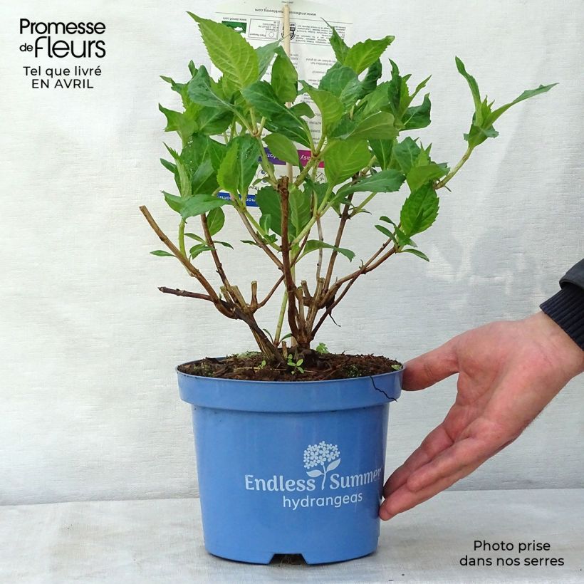 Exemplaar van Hydrangea macrophylla Endless Summer Twist and Shout - Boerenortensia Pot van 2 l/3 l zoals geleverd in de lente