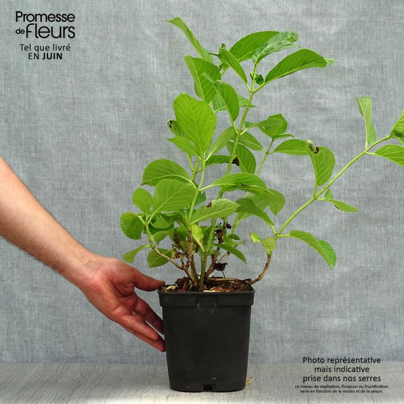 Exemplaar van Hydrangea macrophylla Etoile Violette - Schermhortensia Pot van 2 l/3 l zoals geleverd in de zomer