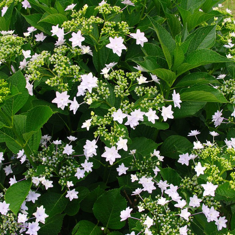 Hydrangea macrophylla Hovaria Fireworks White - Schermhortensia wit (Groeiplaats)