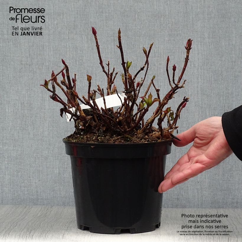 Example of Hortensia - Hydrangea macrophylla French Cancan Pot van 4 l/5 l as you get in hiver