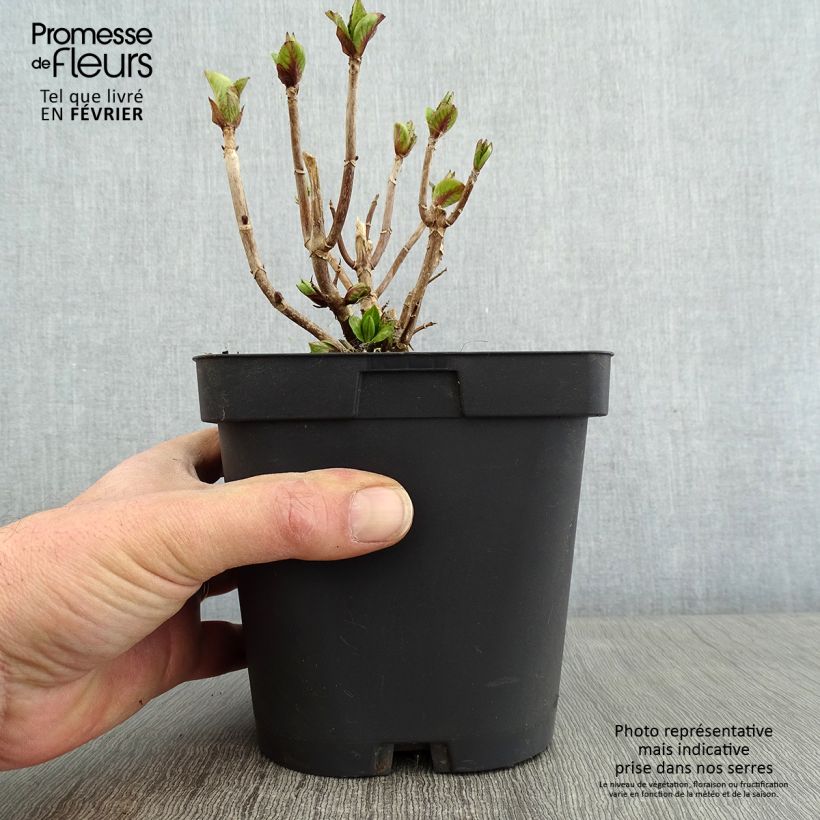 Example of Hortensia - Hydrangea macrophylla Freudenstein Pot van 2 l/3 l as you get in hiver
