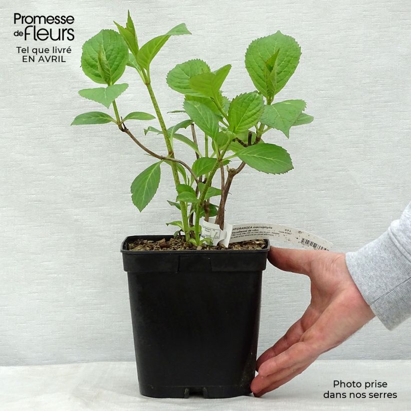 Exemplaar van Hydrangea macrophylla Generale Vicomtesse de Vibraye - Bolhortensia Pot van 2 l/3 l zoals geleverd in de lente