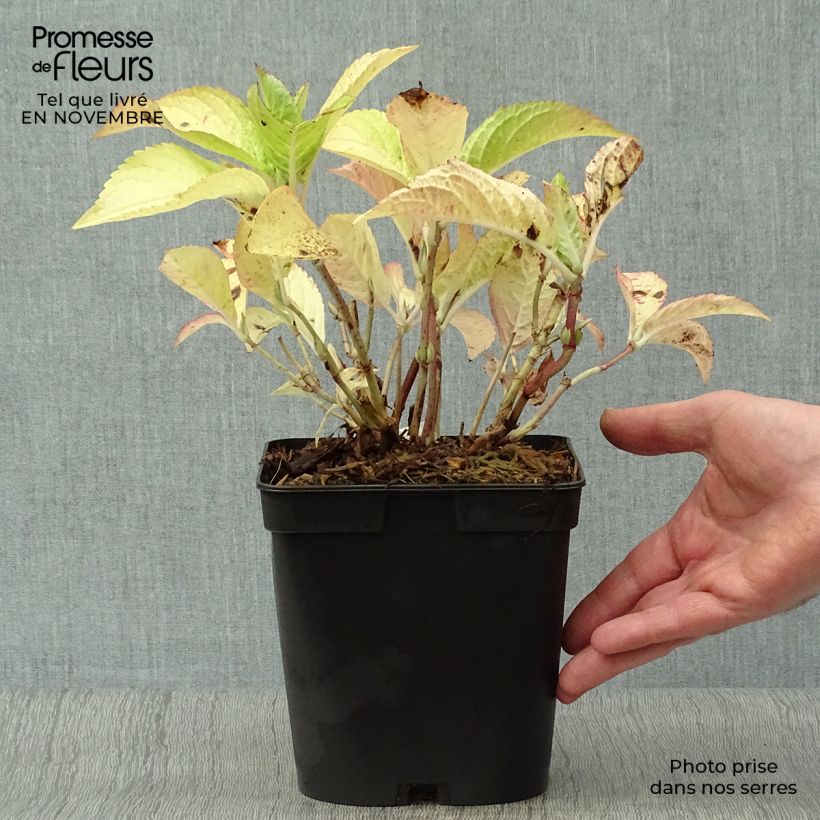 Exemplaar van Hydrangea macrophylla Generale Vicomtesse de Vibraye - Bolhortensia Pot van 2 l/3 l zoals geleverd in de herfst