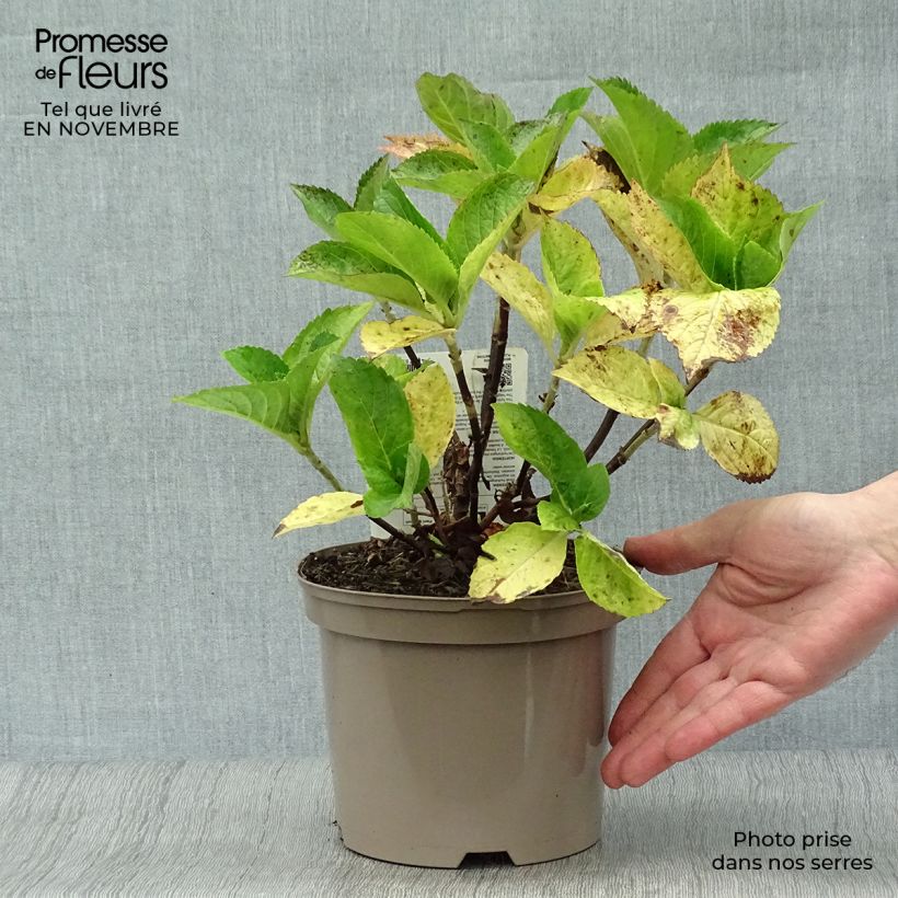 Exemplaar van Hydrangea macrophylla Gertrud Glahn - Bolhortensia Pot van 2 l/3 l zoals geleverd in de herfst