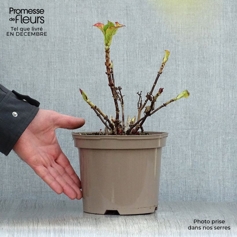Example of Hortensia - Hydrangea macrophylla Glowing Amber Pot van 2 l/3 l as you get in hiver