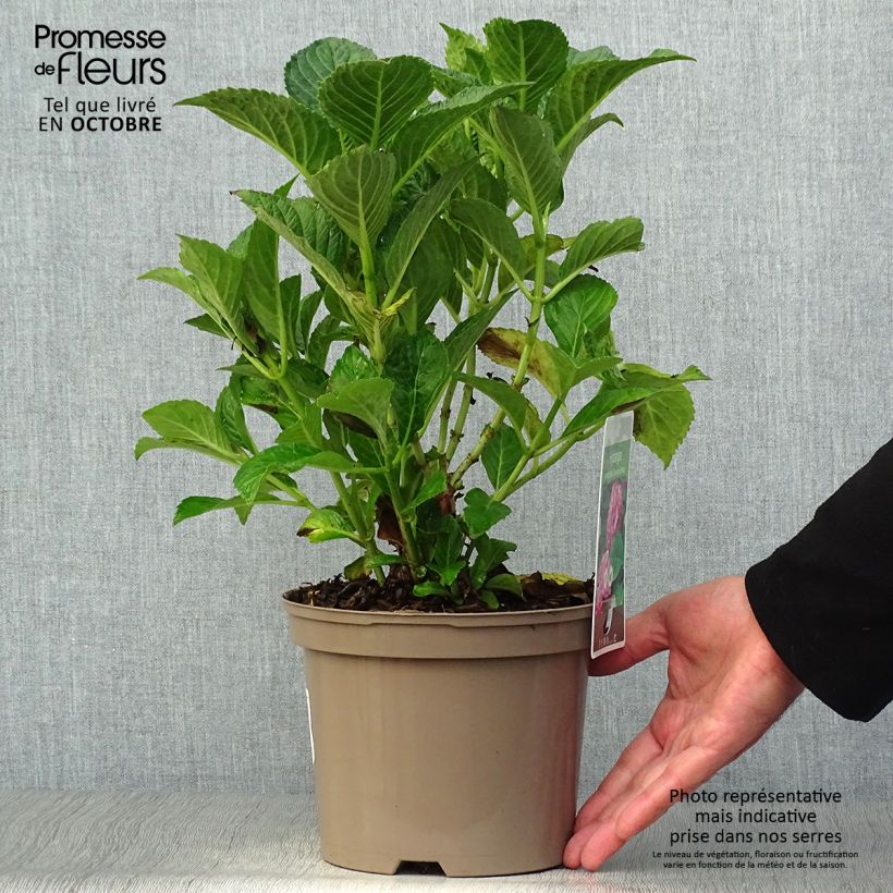 Exemplaar van Hydrangea macrophylla Glowing Amber - Boerenhortensia Pot van 2 l/3 l zoals geleverd in de herfst