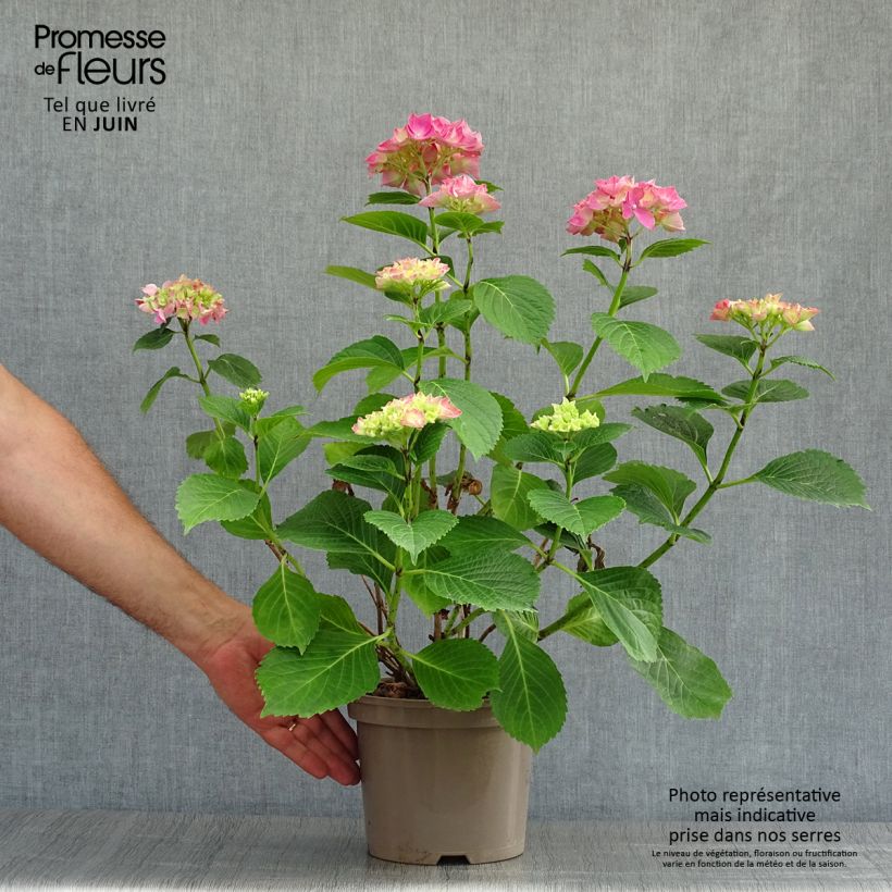 Exemplaar van Hydrangea macrophylla Glowing Amber - Boerenhortensia Pot van 2 l/3 l zoals geleverd in de zomer