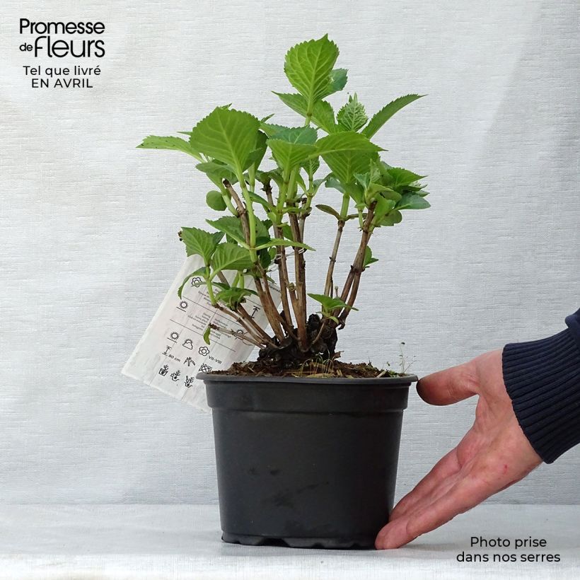 Exemplaar van Hydrangea macrophylla Glowing Amber - Boerenhortensia Pot van 2 l/3 l zoals geleverd in de lente