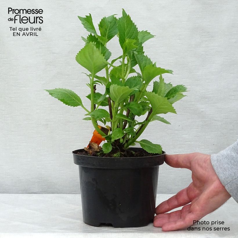 Exemplaar van Hydrangea macrophylla Hambourg - Bolhortensia Pot van 2 l/3 l zoals geleverd in de lente