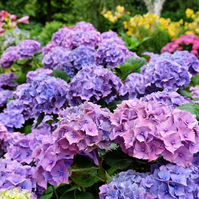 Hydrangea macrophylla Hambourg - Bolhortensia (Flowering)