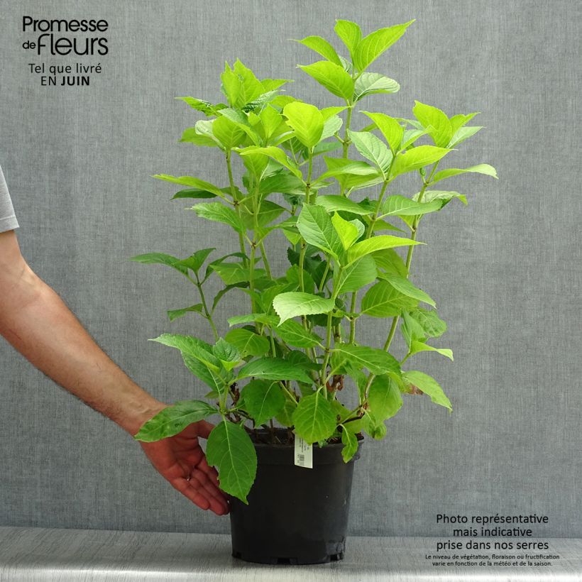 Exemplaar van Hydrangea macrophylla Hovaria Hobergine - Bolhortensia Pot van 4 l/5 l zoals geleverd in de zomer