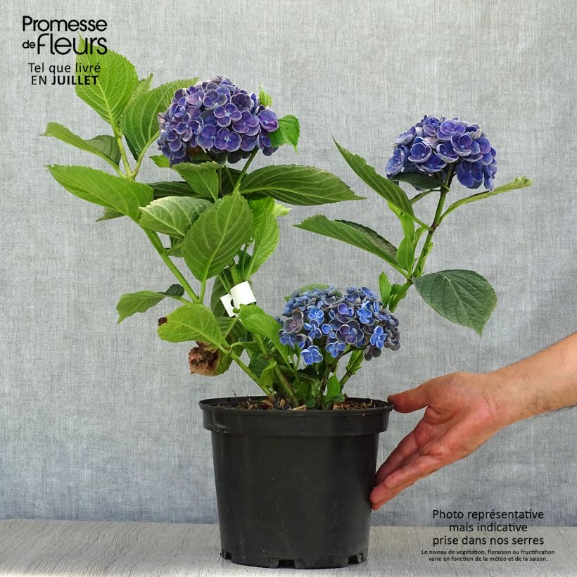 Exemplaar van Hydrangea macrophylla Hovaria Hopcorn - Bolhortensia Pot van 4 l/5 l zoals geleverd in de zomer