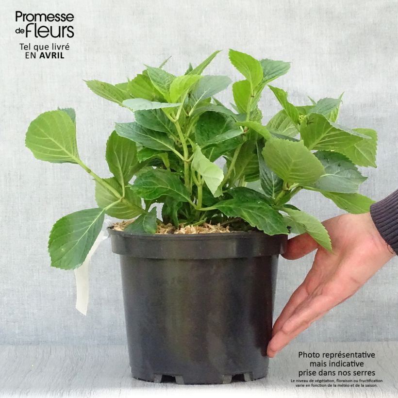 Exemplaar van Hydrangea macrophylla Hovaria Hopcorn - Bolhortensia Pot van 4 l/5 l zoals geleverd in de lente