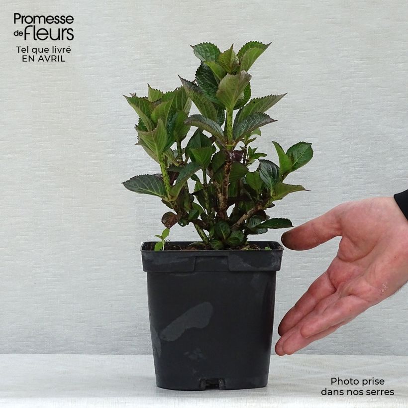 Exemplaar van Hydrangea macrophylla Julisa - Bolhortensia Pot van 1,5 l/2 l zoals geleverd in de lente