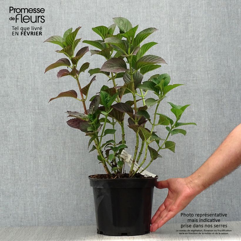 Exemplaar van Hydrangea macrophylla Julisa - Bolhortensia Pot van 4 l/5 l zoals geleverd in de herfst