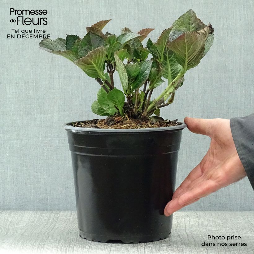 Example of Hortensia - Hydrangea macrophylla Julisa  Pot van 4 l/5 l as you get in hiver