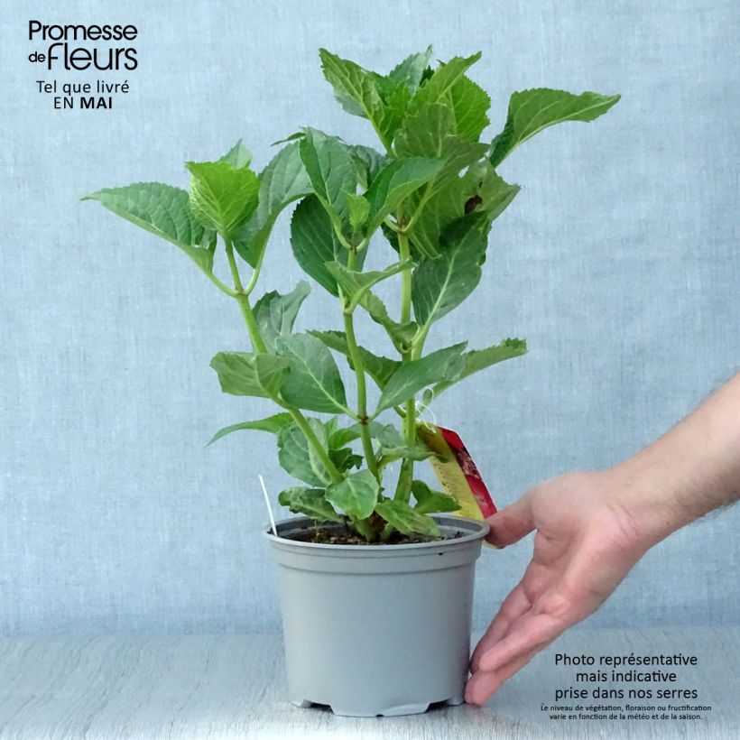 Exemplaar van Hydrangea macrophylla Teller Kardinal - Bolhortensia Pot van 2 l/3 l zoals geleverd in de lente