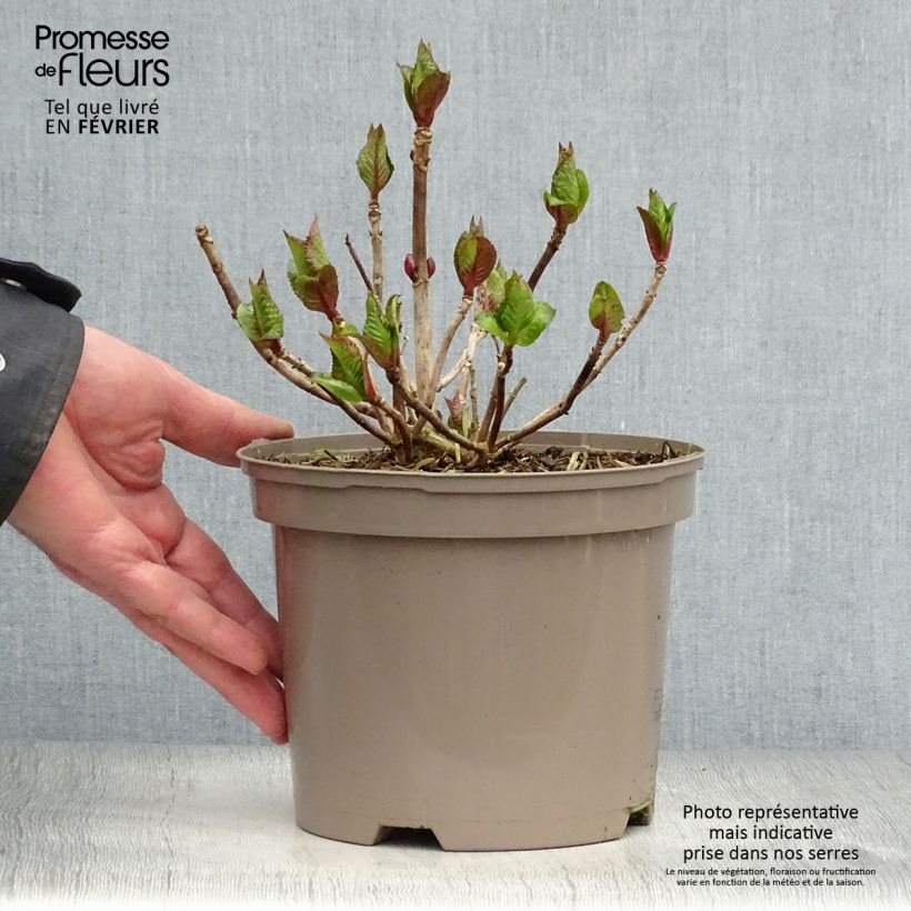 Example of Hortensia - Hydrangea macrophylla Kardinal Violet Pot van 2 l/3 l as you get in hiver